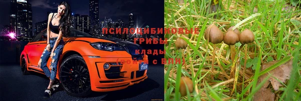 хмурый Аркадак